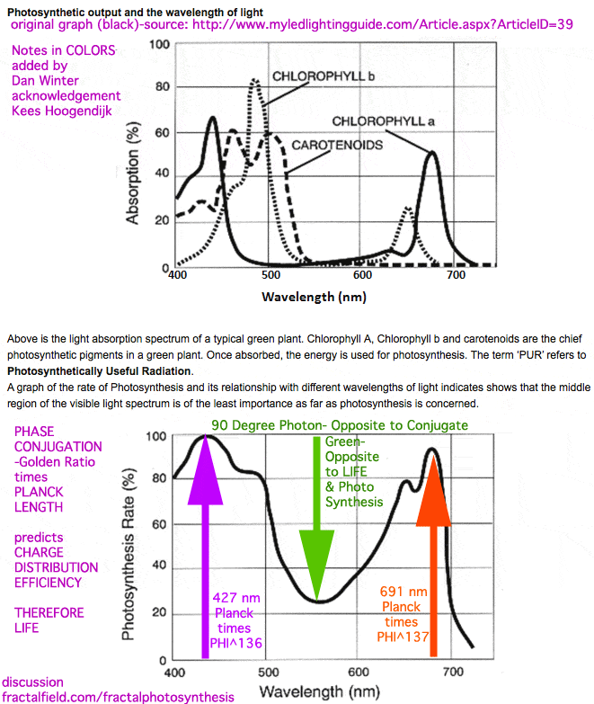 fractalphotosynthesis