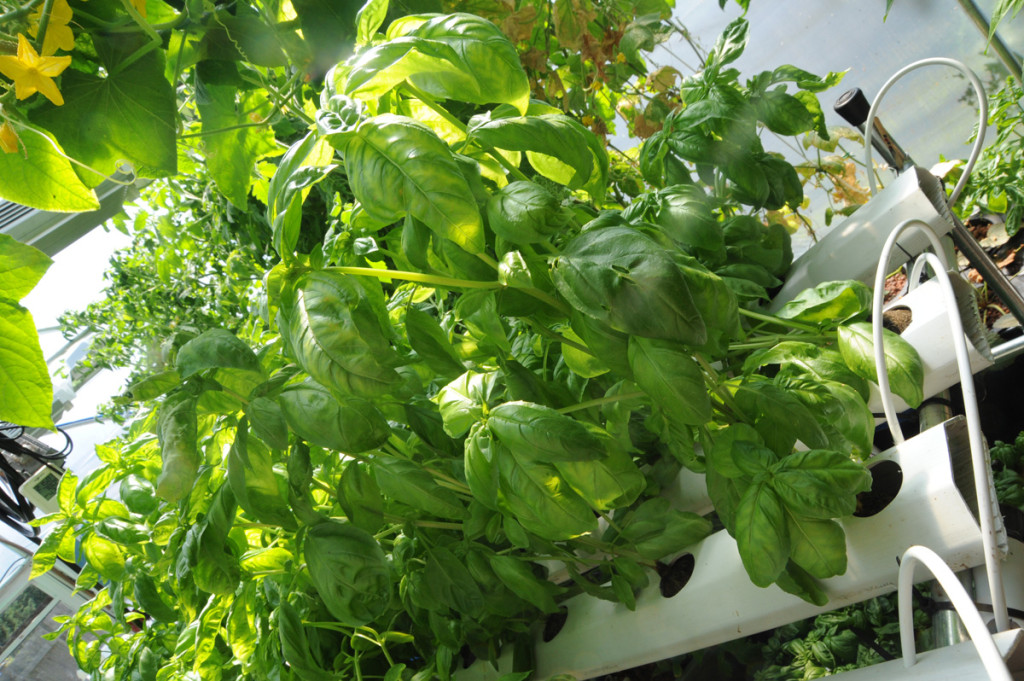 mature hydroponic basil