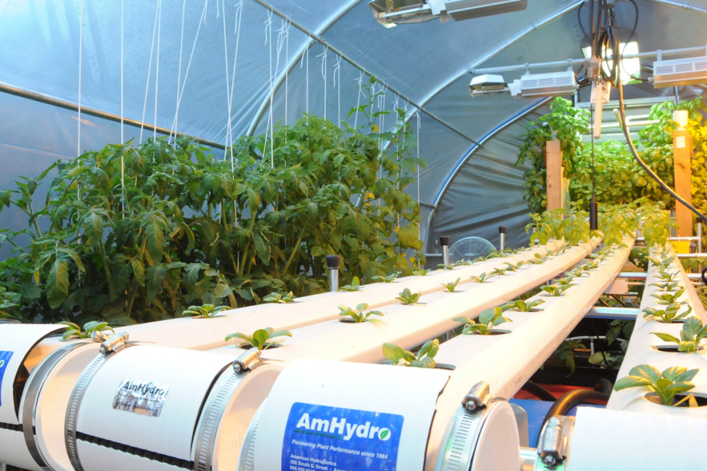 spinach crop greenhouse nft hydroponics