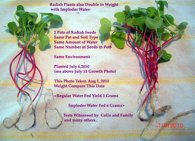 radish results double