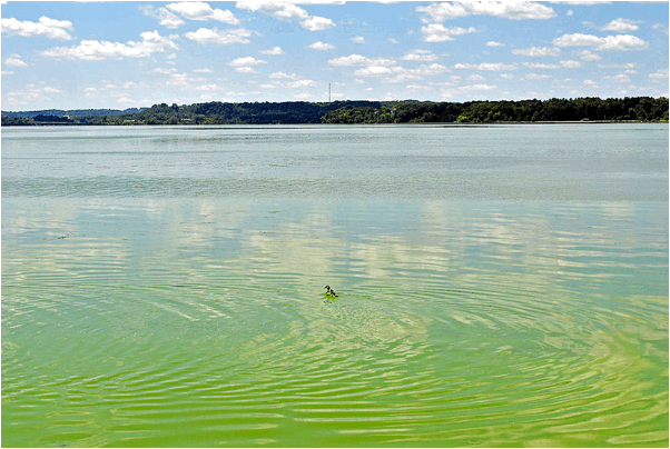 File source: https://commons.wikimedia.org/wiki/File:Lake_Menomin_Algal_Bloom_(5909549545).jpg